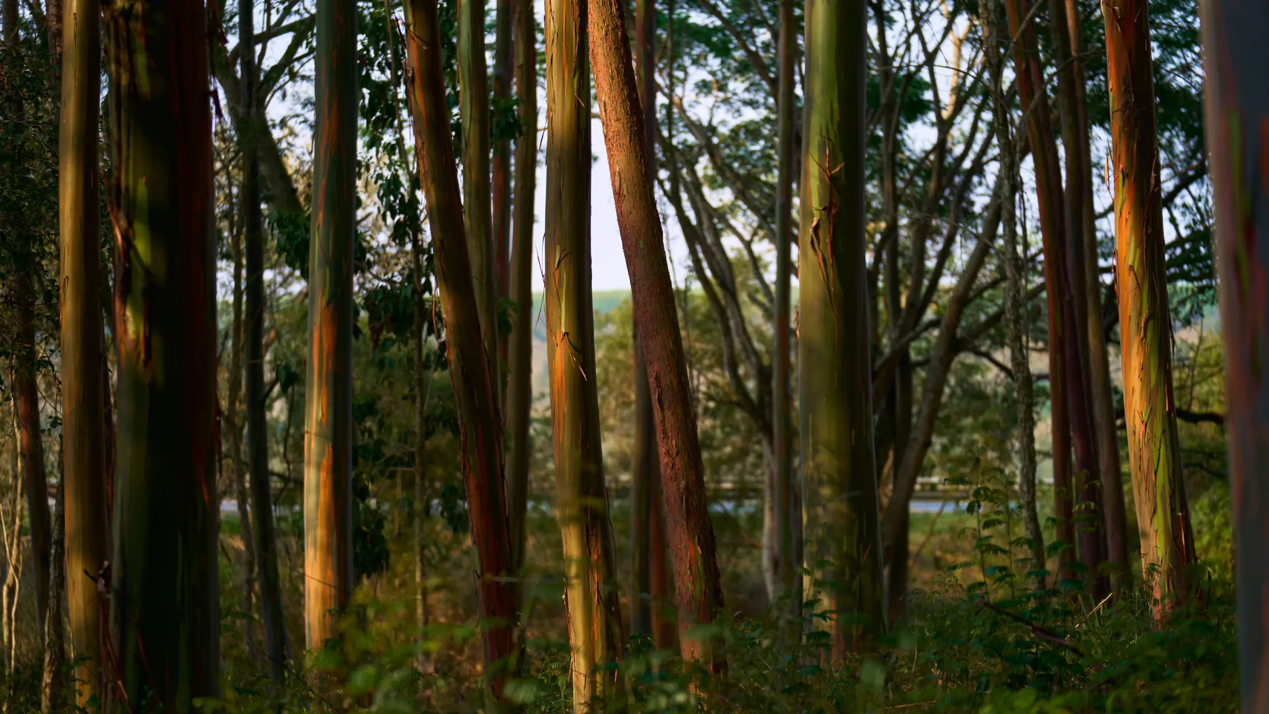 Apple’s Bold Bet: Could Eucalyptus Forests Save Our Planet or Spell Disaster?