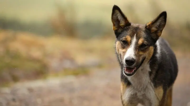 Eventos de adopción animal este fin de semana en Quito- Últimas noticias Ecuador
