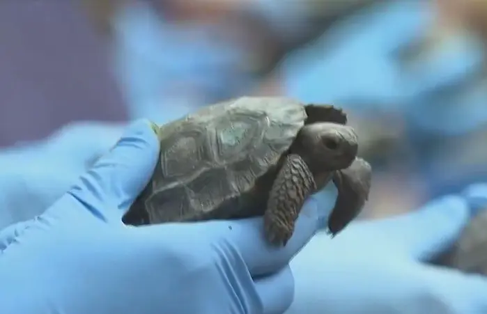 Un hito en la conservación que emocionará a todos- Últimas noticias Ecuador