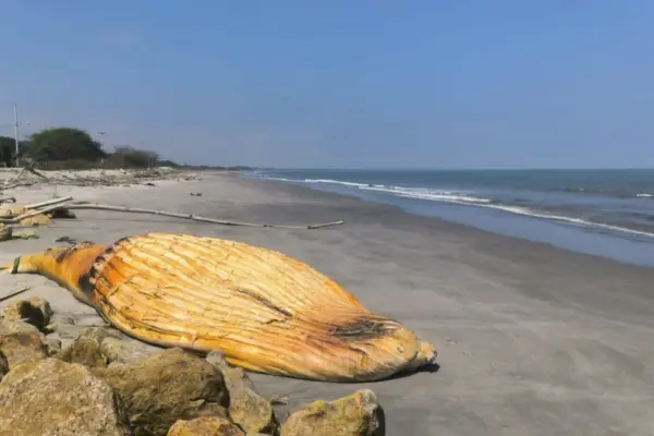 Impacto de ballena muerta en Jambelí sorprende a todos
