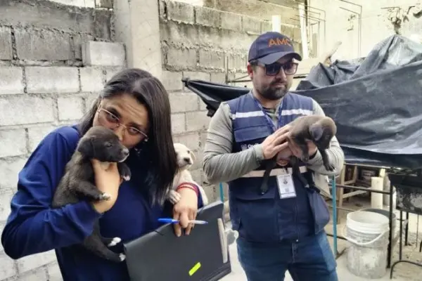 Rescate de perra y cachorros en Guamaní