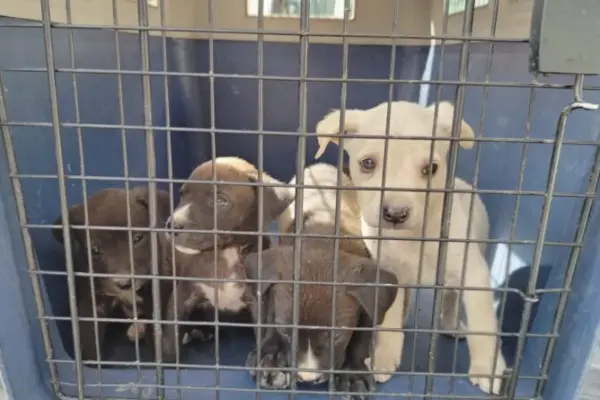 Tercer rescate animal en Quito en una semana