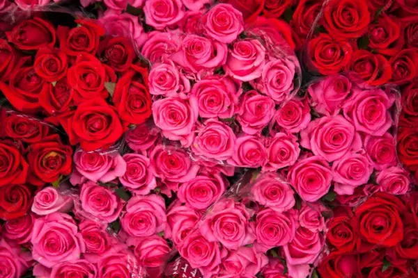 Ecuador hace historia con exportación masiva de rosas