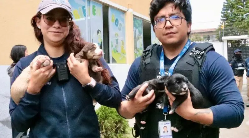 Rescatan a perros de centro clandestino en Quito- Últimas noticias Ecuador