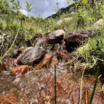 Iniciativa para conservar el bosque Rumipamba en Quito